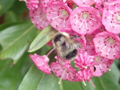 Bombus vagans bolsteri