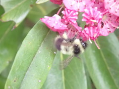 Bombus vagans bolsteri