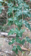 Berberis moranensis