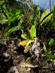 Aechmea melinonii