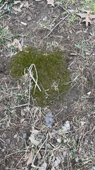 Bryopsida