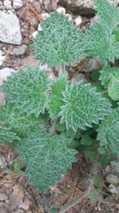 Urtica gracilenta