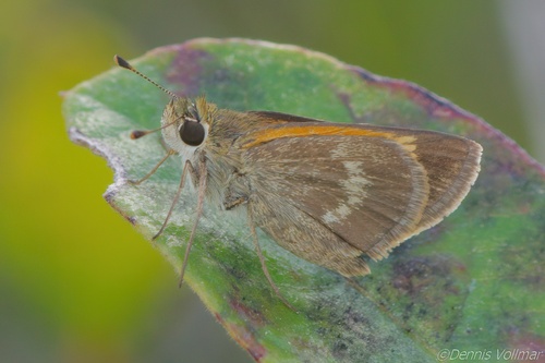 Baracoa Skipper photo 5