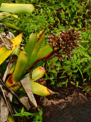 Aechmea melinonii