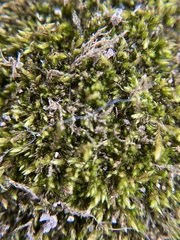 Bryopsida