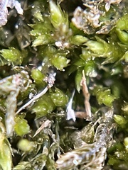 Bryopsida