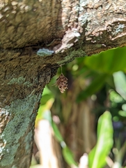 Brachycyttarus griseus