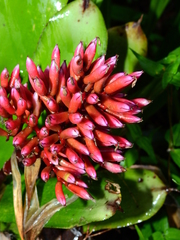 Aechmea melinonii
