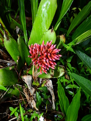 Aechmea melinonii
