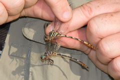 Aphylla angustifolia