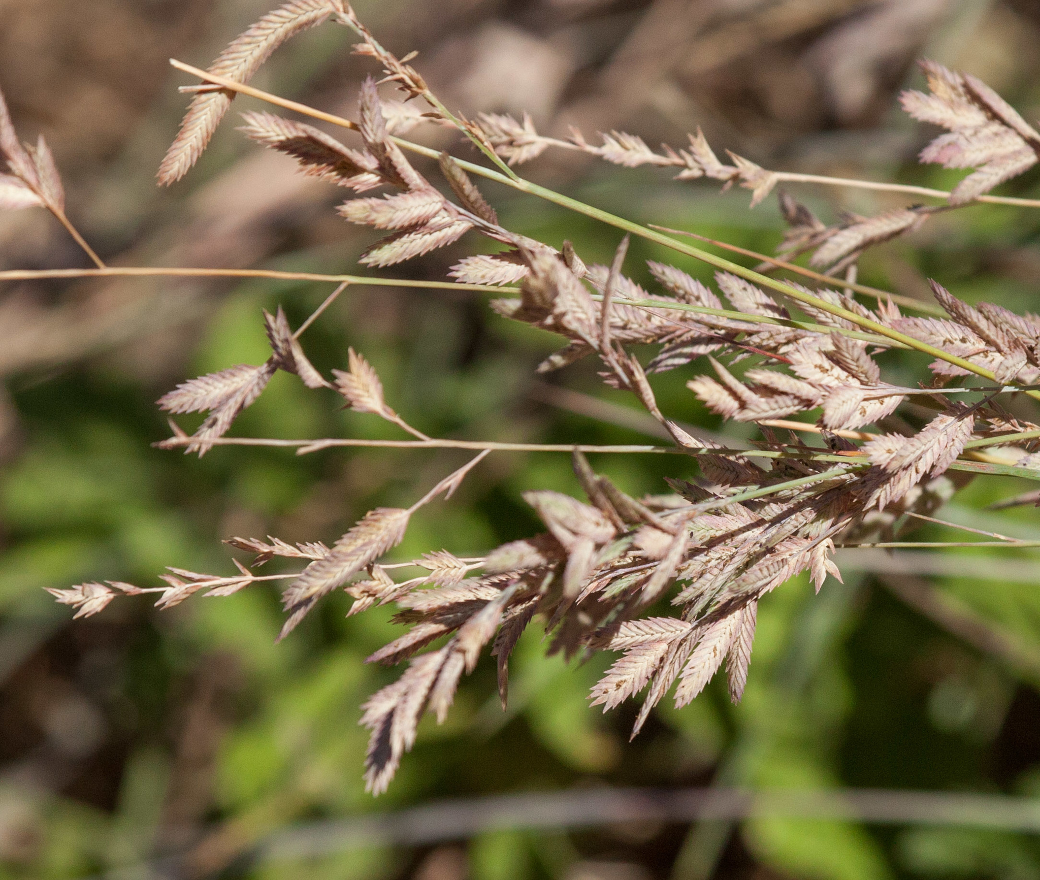 Eragrostis secundiflora