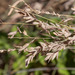 Eragrostis secundiflora - Photo (c) Brent Franklin,  זכויות יוצרים חלקיות (CC BY-NC), הועלה על ידי Brent Franklin