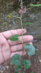 Rubus pumilus