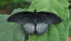 Papilio memnon