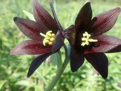 Fritillaria camschatcensis