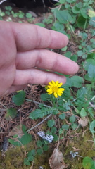 Packera quebradensis