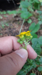 Packera quebradensis