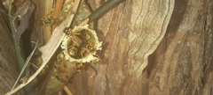 Tetragonisca angustula