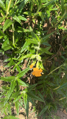 Diplacus longiflorus