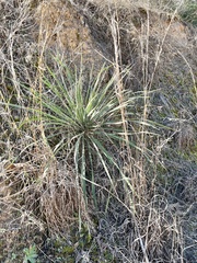 Yucca arkansana