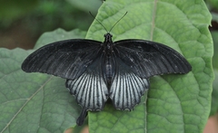 Papilio memnon
