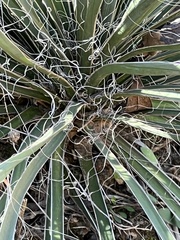 Yucca arkansana