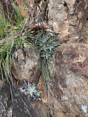 Dudleya saxosa