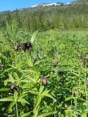 Fritillaria camschatcensis