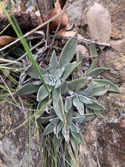 Dudleya saxosa