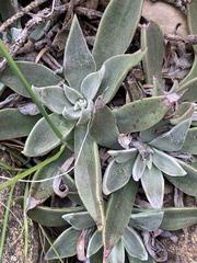 Dudleya saxosa