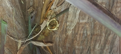 Tetragonisca angustula