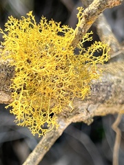 Teloschistes exilis