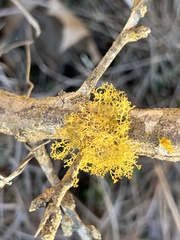 Teloschistes exilis