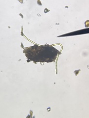 Klebsormidium