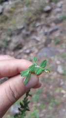 Tithymalus