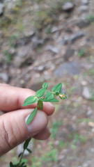 Tithymalus