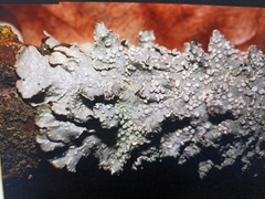 Punctelia subrudecta