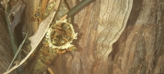 Tetragonisca angustula