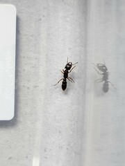 Amblyopone australis