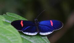 Heliconius erato cyrbia