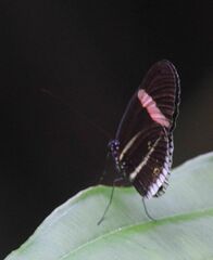 Heliconius erato cyrbia