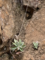 Dudleya saxosa