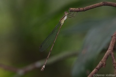 Lestes tenuatus