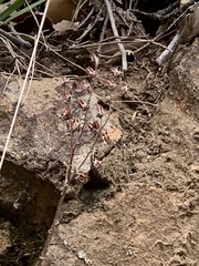 Dudleya saxosa