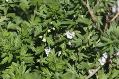 Brachygastra mellifica