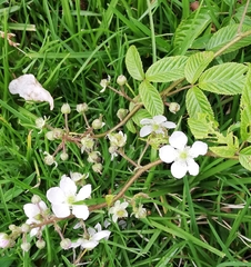 Rubus adenotrichos