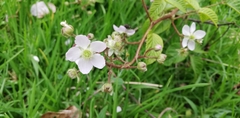 Rubus adenotrichos