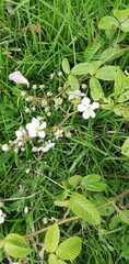 Rubus adenotrichos