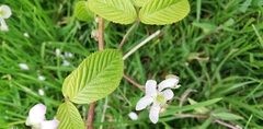 Rubus adenotrichos