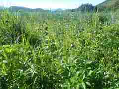 Fritillaria camschatcensis